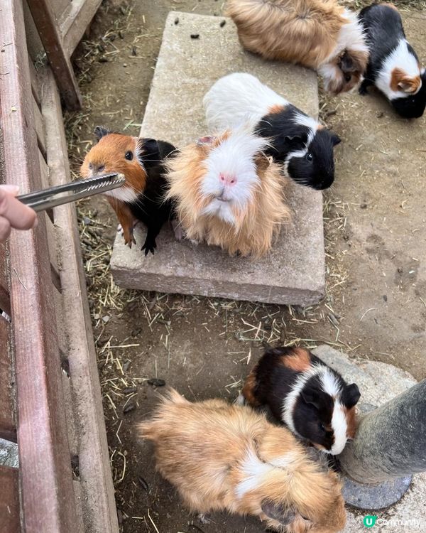 2025/11/30 11月高雄遊 🐹天使與惡魔寵物互動園區🦅