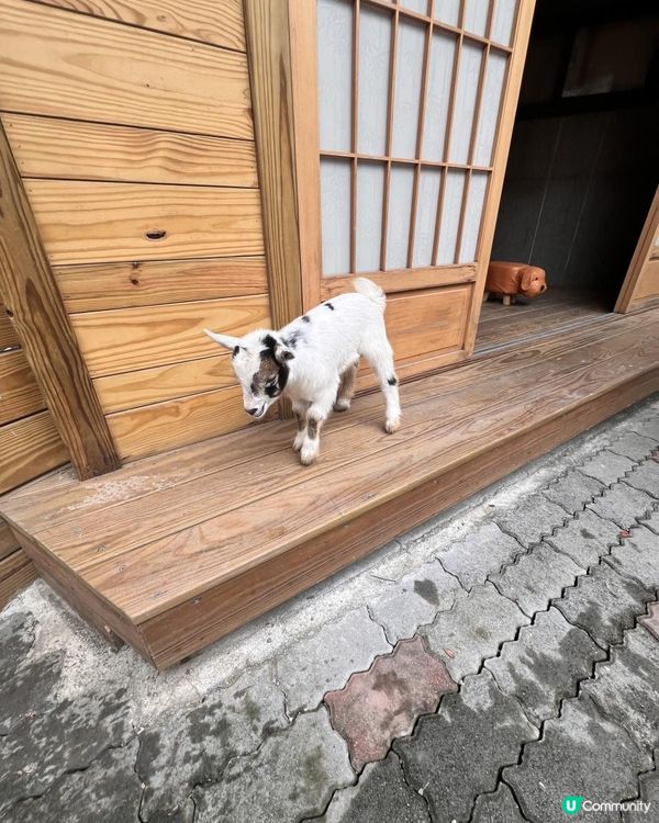 2025/11/30 11月高雄遊 🐹天使與惡魔寵物互動園區🦅