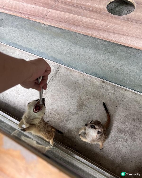 2025/11/30 11月高雄遊 🐹天使與惡魔寵物互動園區🦅