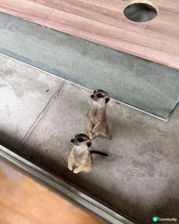 2025/11/30 11月高雄遊 🐹天使與惡魔寵物互動園區🦅
