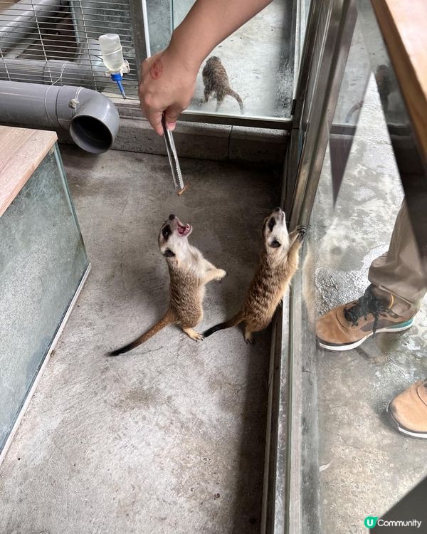 2025/11/30 11月高雄遊 🐹天使與惡魔寵物互動園區🦅