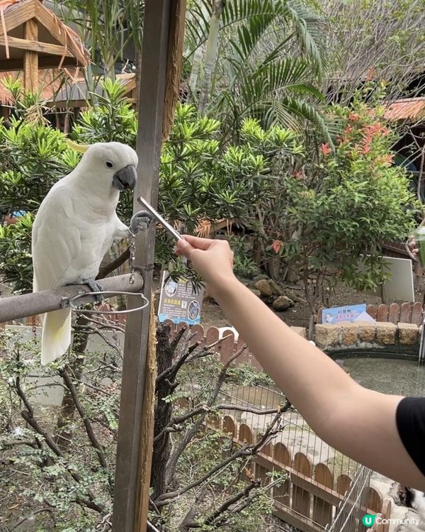 2025/11/30 11月高雄遊 🐹天使與惡魔寵物互動園區🦅