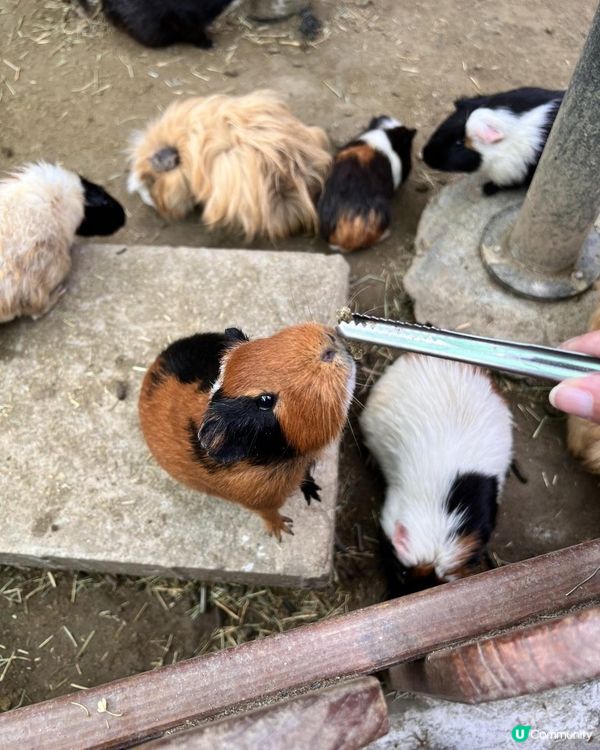 2025/11/30 11月高雄遊 🐹天使與惡魔寵物互動園區🦅