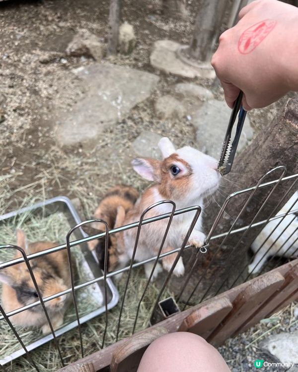 2025/11/30 11月高雄遊 🐹天使與惡魔寵物互動園區🦅