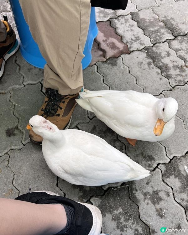 2025/11/30 11月高雄遊 🐹天使與惡魔寵物互動園區🦅