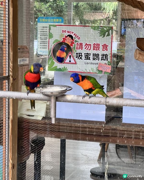 2025/11/30 11月高雄遊 🐹天使與惡魔寵物互動園區🦅