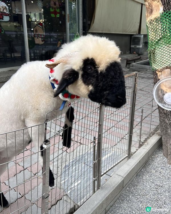 2025/11/30 11月高雄遊 🐹天使與惡魔寵物互動園區🦅