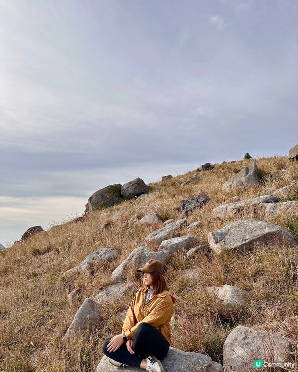 大東山芒草季！金黃芒草海🌾📸