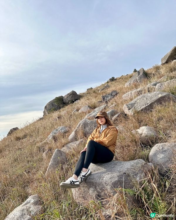 大東山芒草季！金黃芒草海🌾📸