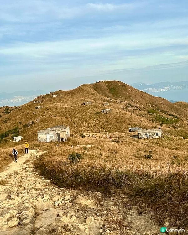 大東山芒草季！金黃芒草海🌾📸