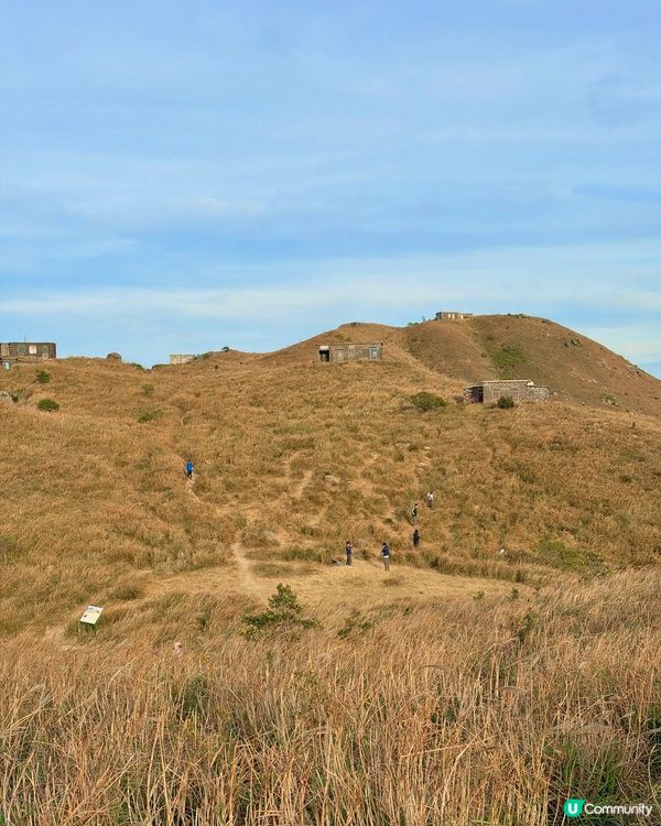 大東山芒草季！金黃芒草海🌾📸