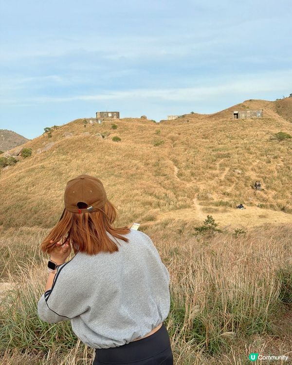 大東山芒草季！金黃芒草海🌾📸