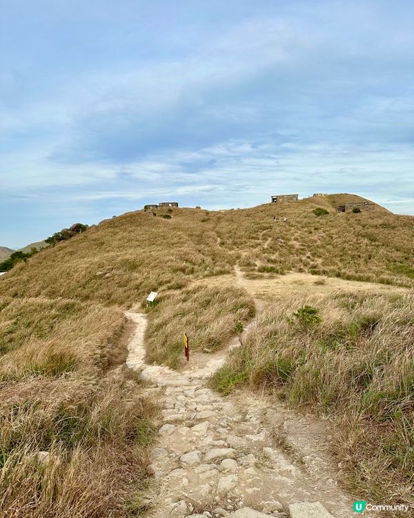 大東山芒草季！金黃芒草海🌾📸