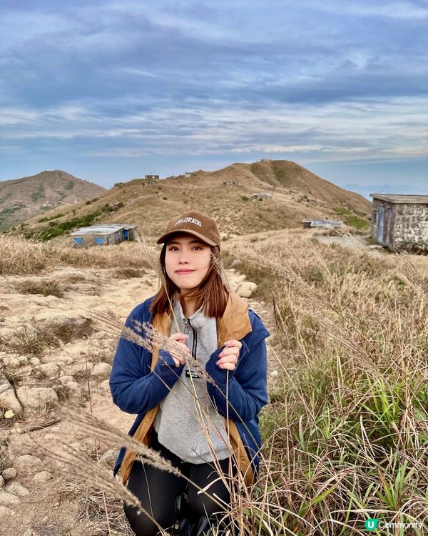 大東山芒草季！金黃芒草海🌾📸