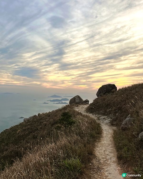 大東山芒草季！金黃芒草海🌾📸