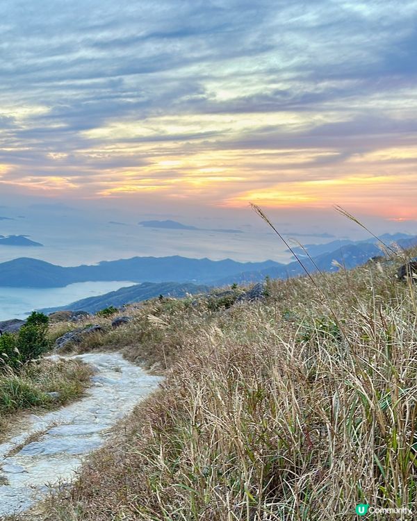 大東山芒草季！金黃芒草海🌾📸