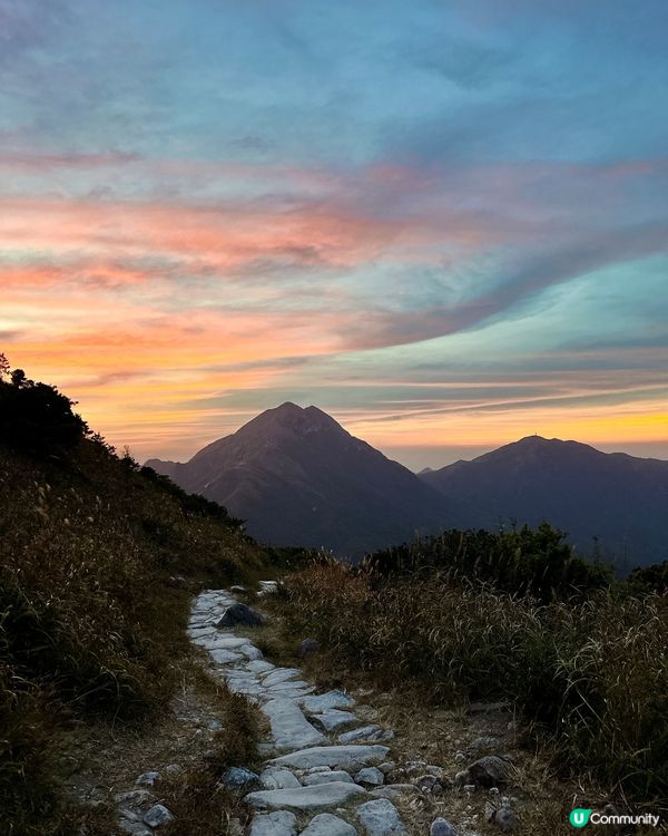 大東山芒草季！金黃芒草海🌾📸