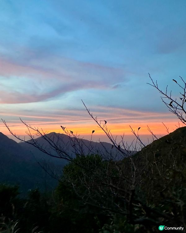 大東山芒草季！金黃芒草海🌾📸