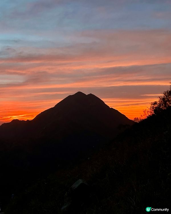 大東山芒草季！金黃芒草海🌾📸