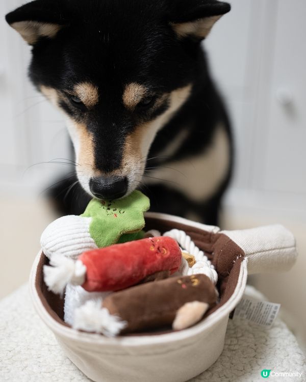🆕 煲仔飯狗狗嗅聞玩具 🍲