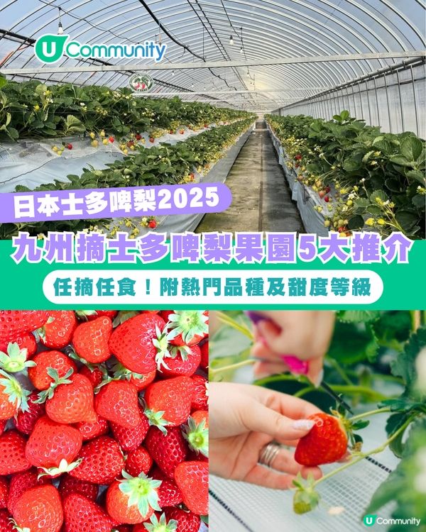 日本士多啤梨2025｜九州摘士多啤梨5大果園推介🍓熱門品種任摘任食！