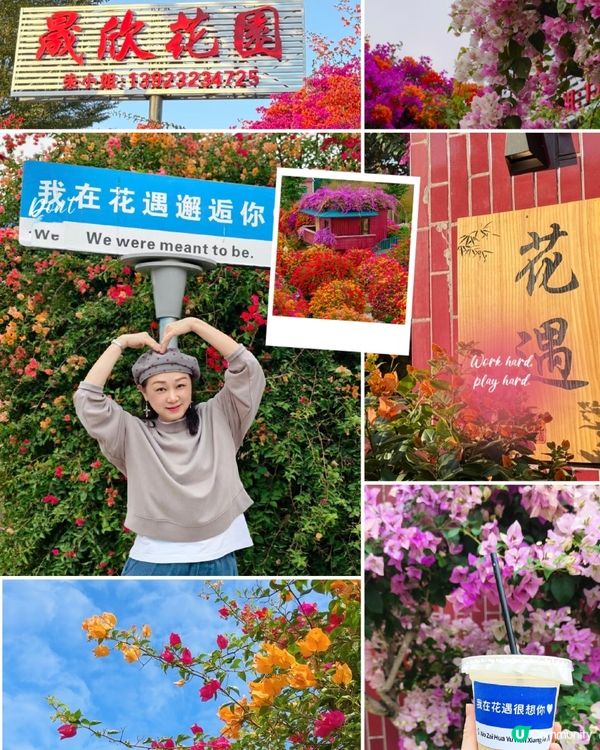 🌺我愛花花🌺之花海打卡！順德晟欣園林🌸 靚爆三角梅😍
