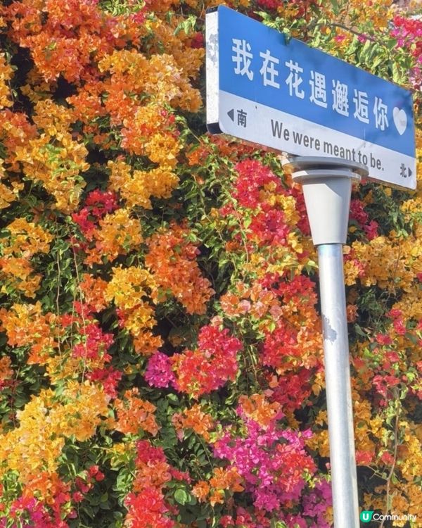 🌺我愛花花🌺之花海打卡！順德晟欣園林🌸 靚爆三角梅😍