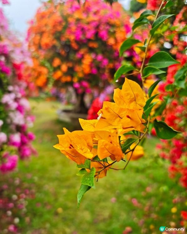 🌺我愛花花🌺之花海打卡！順德晟欣園林🌸 靚爆三角梅😍