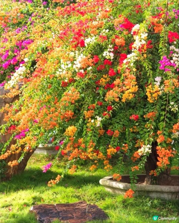 🌺我愛花花🌺之花海打卡！順德晟欣園林🌸 靚爆三角梅😍