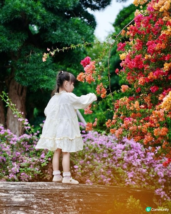 🌺我愛花花🌺之花海打卡！順德晟欣園林🌸 靚爆三角梅😍