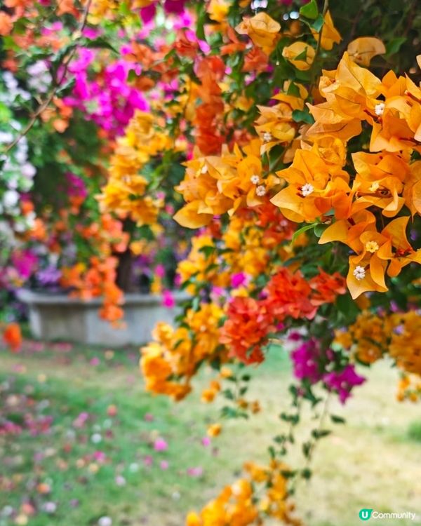 🌺我愛花花🌺之花海打卡！順德晟欣園林🌸 靚爆三角梅😍