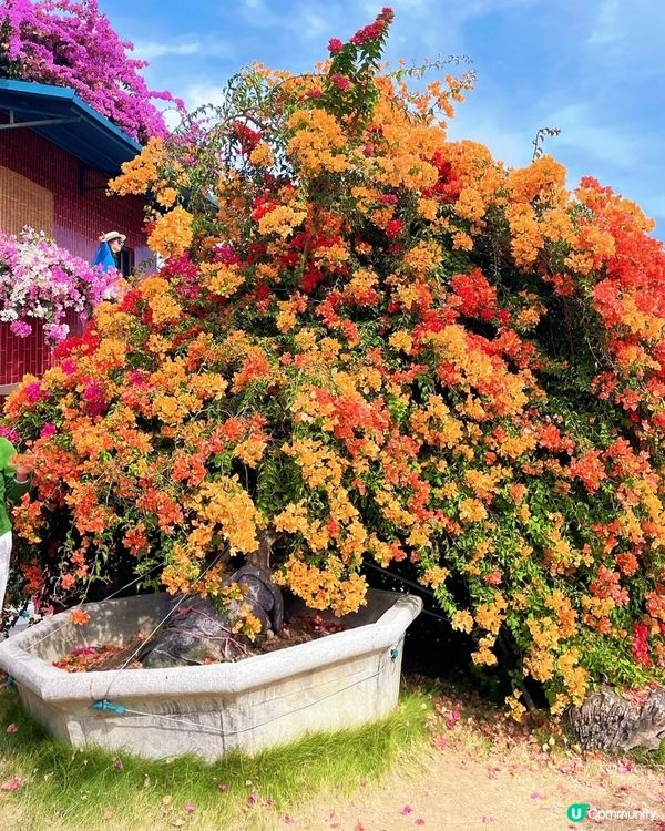 🌺我愛花花🌺之花海打卡！順德晟欣園林🌸 靚爆三角梅😍