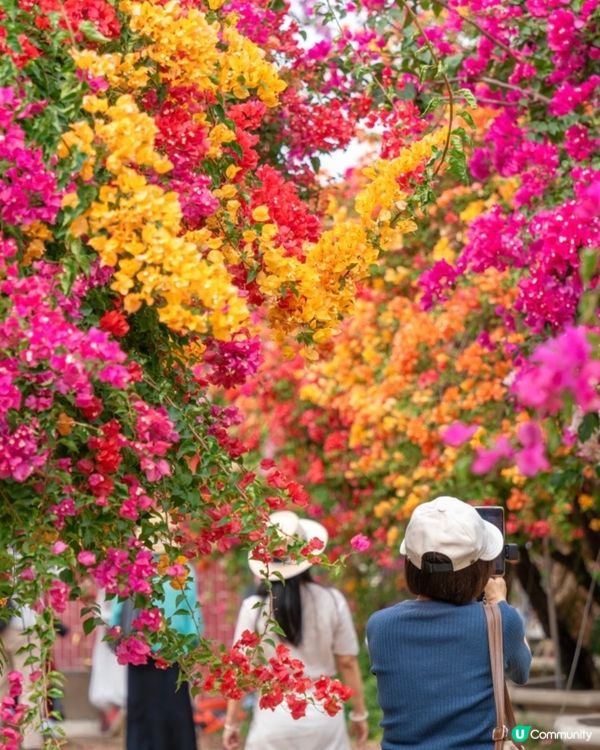 🌺我愛花花🌺之花海打卡！順德晟欣園林🌸 靚爆三角梅😍
