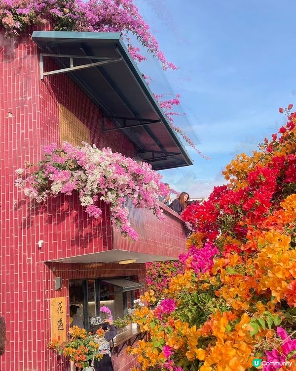 🌺我愛花花🌺之花海打卡！順德晟欣園林🌸 靚爆三角梅😍