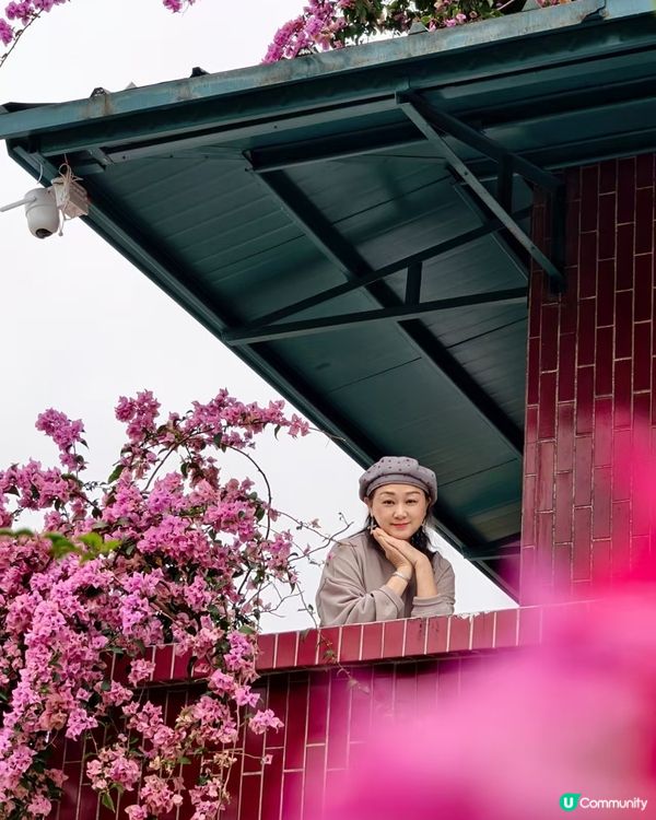 🌺我愛花花🌺之花海打卡！順德晟欣園林🌸 靚爆三角梅😍