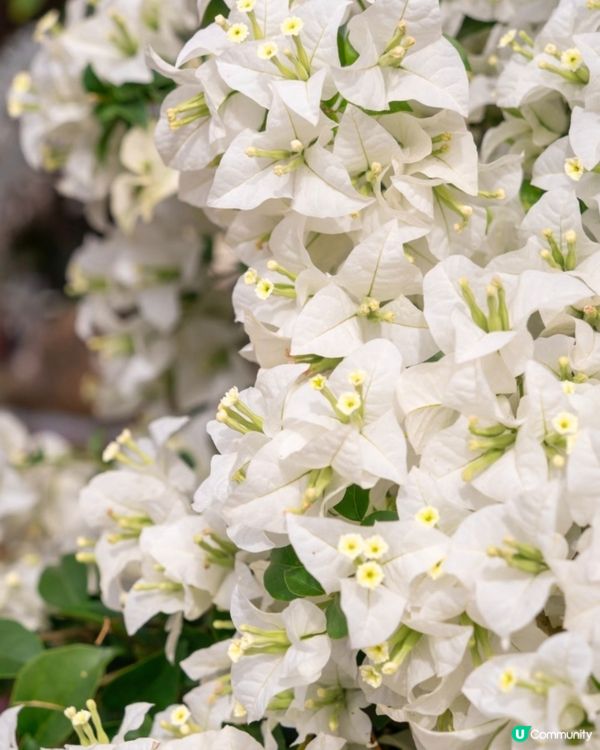 🌺我愛花花🌺之花海打卡！順德晟欣園林🌸 靚爆三角梅😍