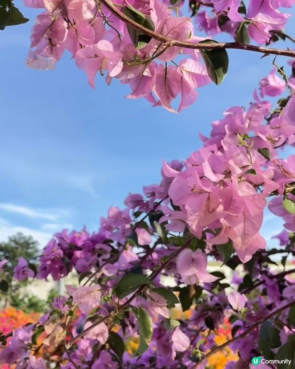 🌺我愛花花🌺之花海打卡！順德晟欣園林🌸 靚爆三角梅😍