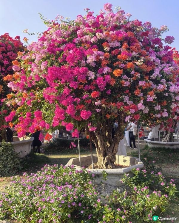 🌺我愛花花🌺之花海打卡！順德晟欣園林🌸 靚爆三角梅😍