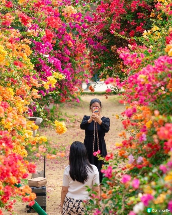 🌺我愛花花🌺之花海打卡！順德晟欣園林🌸 靚爆三角梅😍
