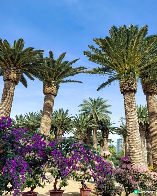 🌺我愛花花🌺之花海打卡！順德晟欣園林🌸 靚爆三角梅😍