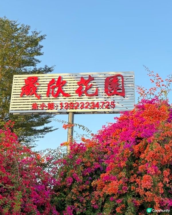 🌺我愛花花🌺之花海打卡！順德晟欣園林🌸 靚爆三角梅😍