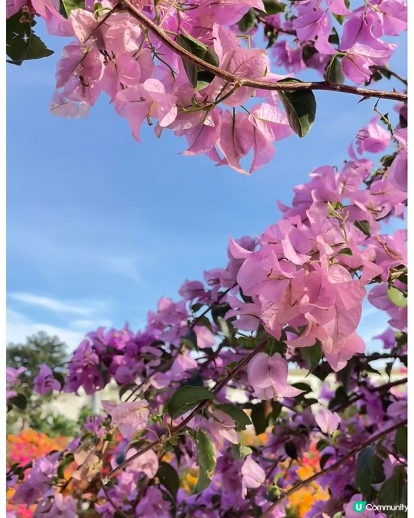 🌺我愛花花🌺之花海打卡！順德晟欣園林🌸 靚爆三角梅😍