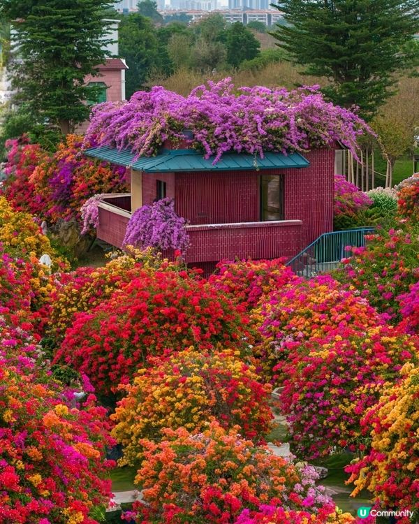 🌺我愛花花🌺之花海打卡！順德晟欣園林🌸 靚爆三角梅😍