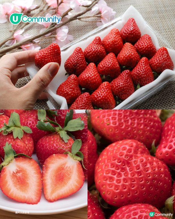日本士多啤梨2025｜九州摘士多啤梨5大果園推介🍓熱門品種任摘任食！