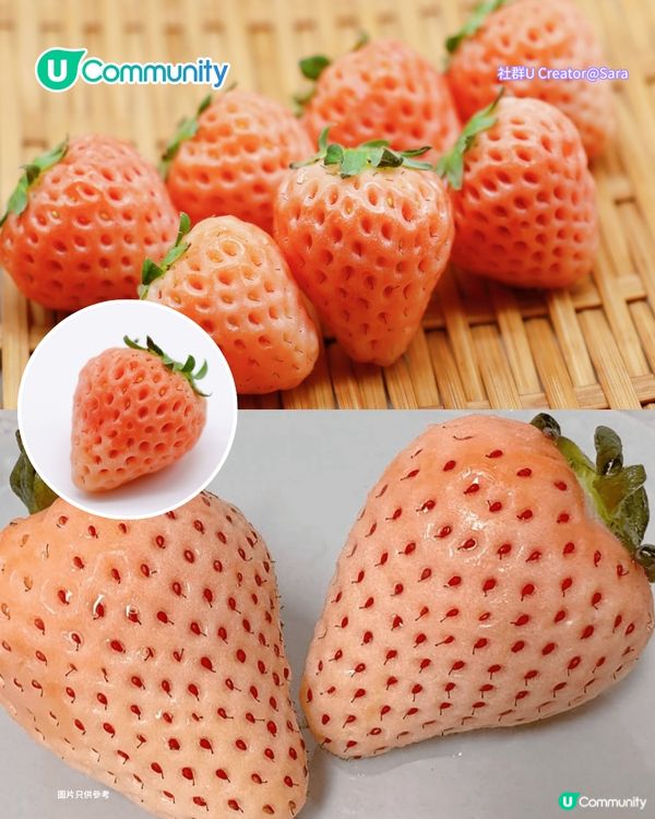 日本士多啤梨2025｜九州摘士多啤梨5大果園推介🍓熱門品種任摘任食！
