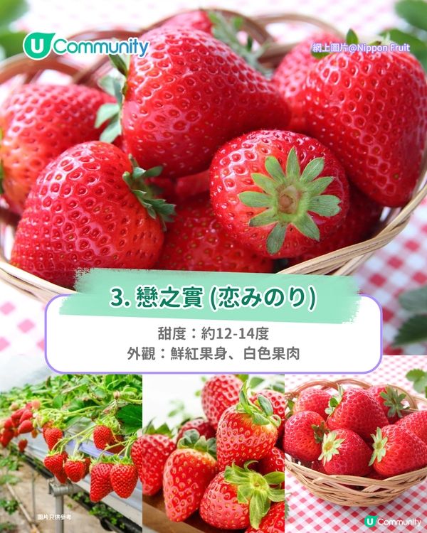 日本士多啤梨2025｜九州摘士多啤梨5大果園推介🍓熱門品種任摘任食！