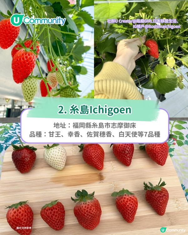日本士多啤梨2025｜九州摘士多啤梨5大果園推介🍓熱門品種任摘任食！