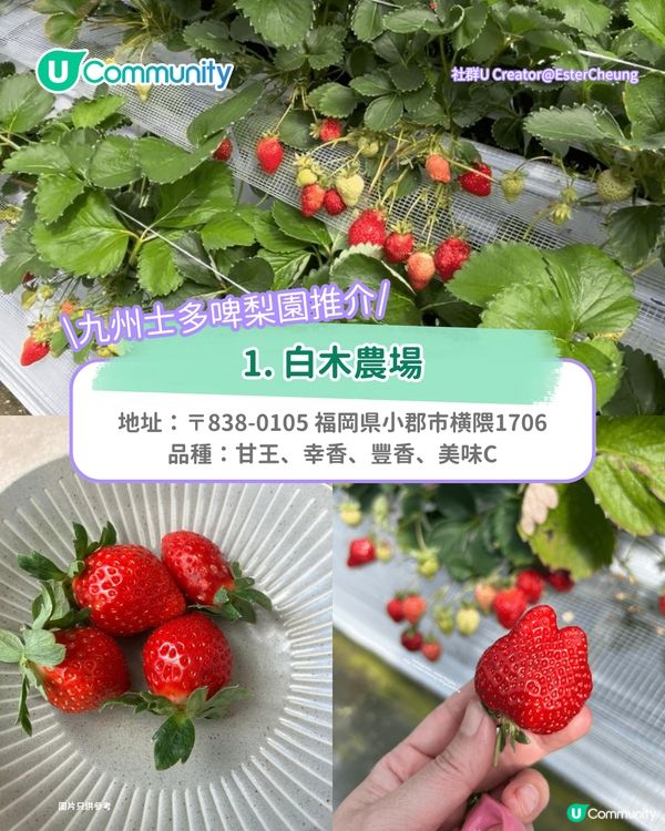 日本士多啤梨2025｜九州摘士多啤梨5大果園推介🍓熱門品種任摘任食！