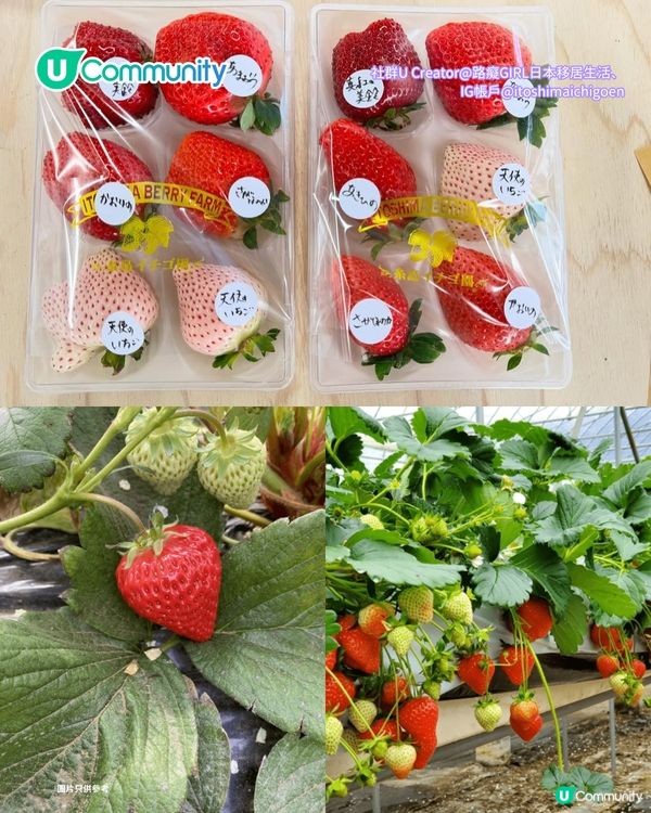 日本士多啤梨2025｜九州摘士多啤梨5大果園推介🍓熱門品種任摘任食！