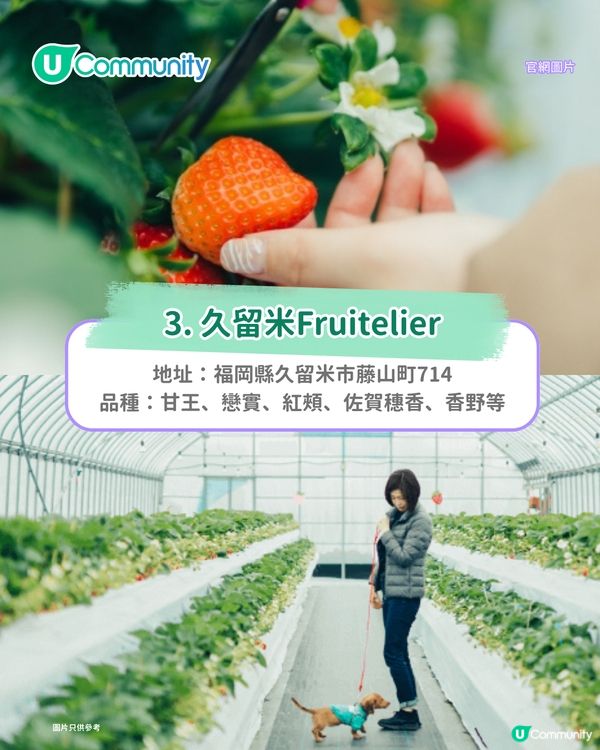 日本士多啤梨2025｜九州摘士多啤梨5大果園推介🍓熱門品種任摘任食！